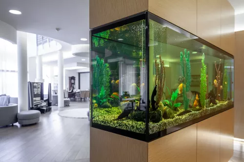 Home Aquarium: Tips for Setting Up Your First Fish Tank