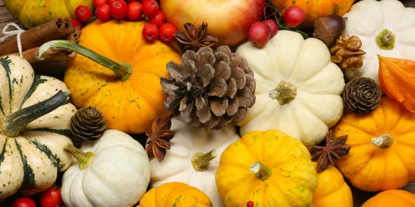 White Pumpkins and Pine Cones